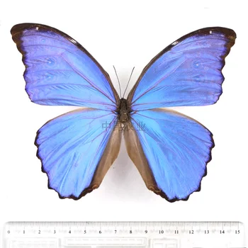 Истински образец на пеперуда Morpho Didius Оригинална рамка на пеперуда Разперени крила Статуи за декорация Домашен декор - Изображение 2  